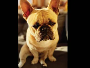 Arrest made – but ‘Hank’ the Frenchie remains missing, SFPD says